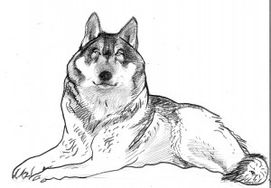 wolf
